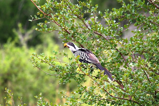 Kruger National Park 3 Days 2 Nights Magical Safari From Johannesburg - Guided Safari Activities