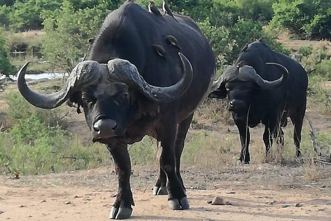 Kruger National Park. 3 Days Best Ever Safari From Cape Town - Expert Guides and Safari Drives