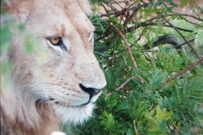 Kruger National Park Full Day Tour Minimum 2people - Positive and Negative Feedback From Travelers