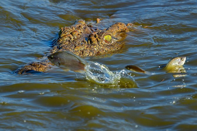 Kruger National Park L Private Afternoon Safari From Hazyview - Cancellation Policy
