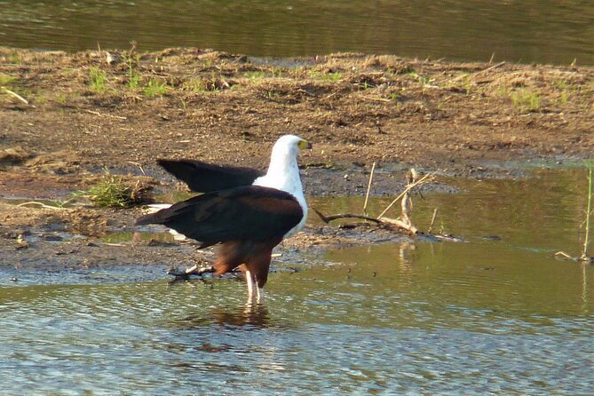 Kruger National Park Morning Game Drive From Hazyview - Pricing and Additional Details
