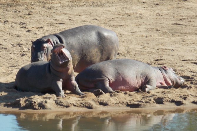 Kruger National Park - Private Sunrise Half Day Safari Trip. - Traveler Photos, Reviews, and Additional Information