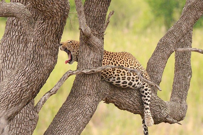 Kruger Safari Tour - Morning Half Day - Kids Enjoyment