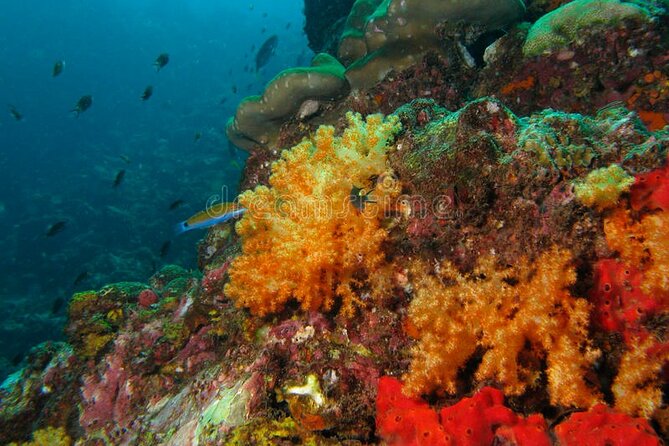 Lauderdale By The Sea Replicated Shipwreck & Reef Snorkel Trails - Cancellation Policy