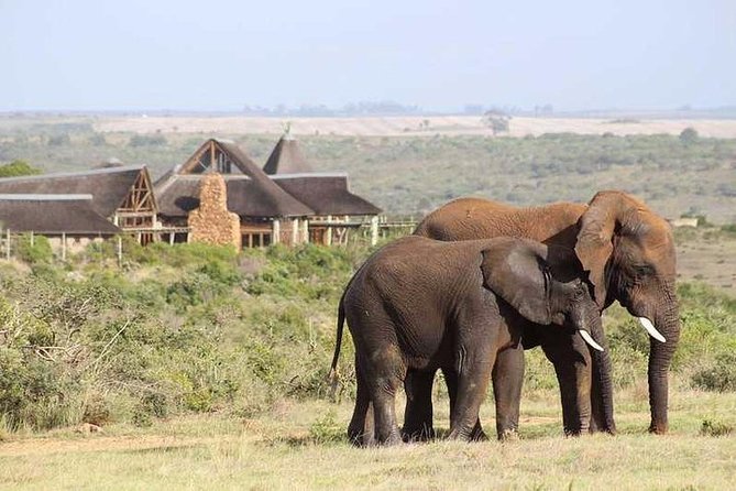 Luxury 2-Day In & Out Garden Route Safari Tour - Dining Options