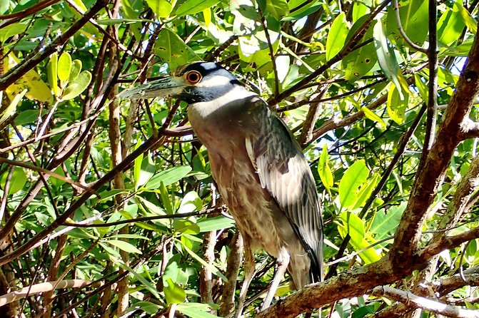 Mangrove SUP Safari - Additional Info