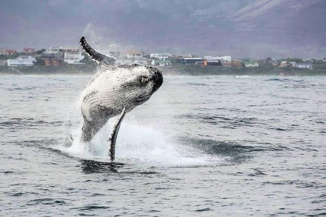 Marine Big 5 Full Day Guided Return Transfer Cape Town - Gansbaai - Round-Trip Transfer From Cape Town