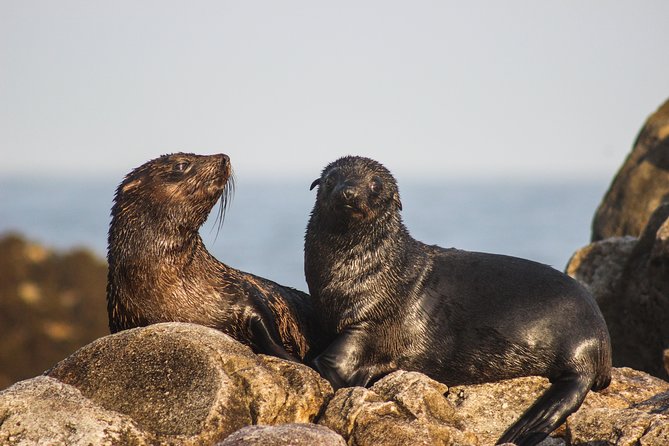 Marine Big 5 Safari From Cape Town - Common Questions