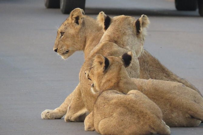Marloth Park Small-Group Full-Day Kruger Safari  - Mpumalanga - Traveler Photos and Reviews