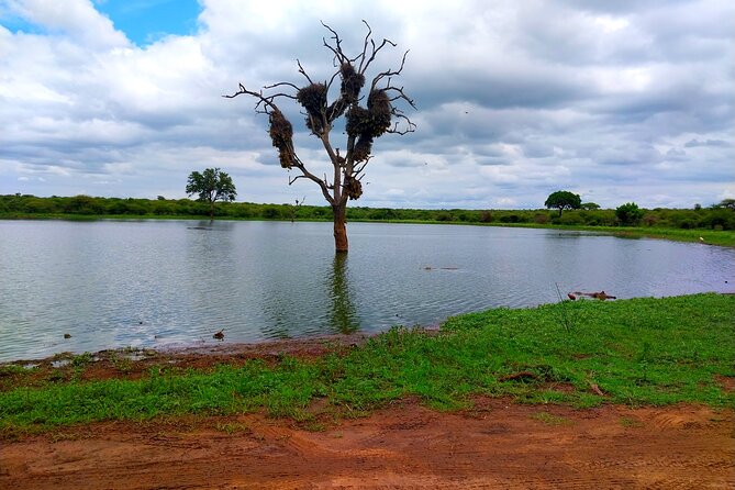 Moholoholo Wildlife Encounter & Sunset Safari - Reviews