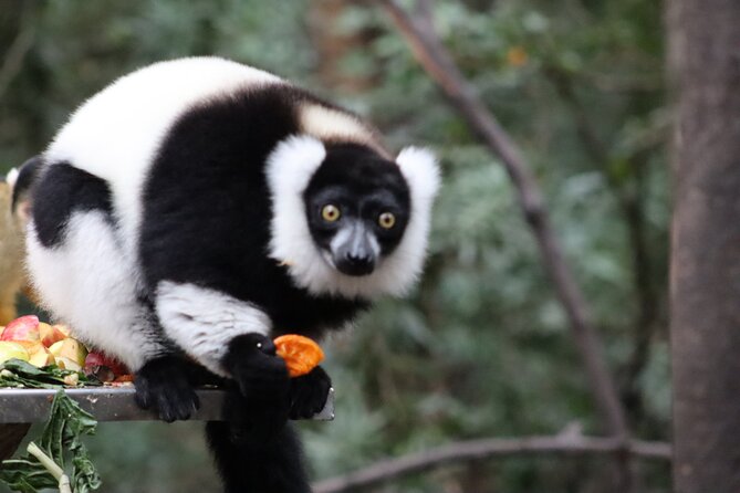 Monkeyland Guided Tour in Plettenberg Bay - End Point and Cancellation Policy