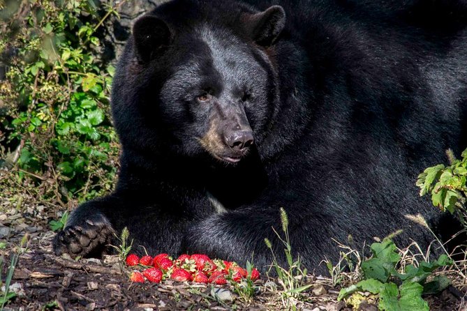 Montreal ZOO, Private Half Day Tour - Cancellation Policy