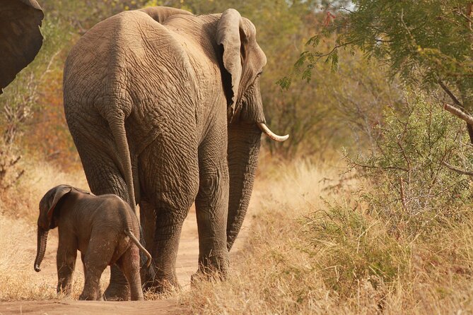 Morning Game Drive Safari Near Hoedspruit - Cancellation Policy