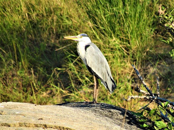 Morning Kruger National Park Safari - Vehicle Options
