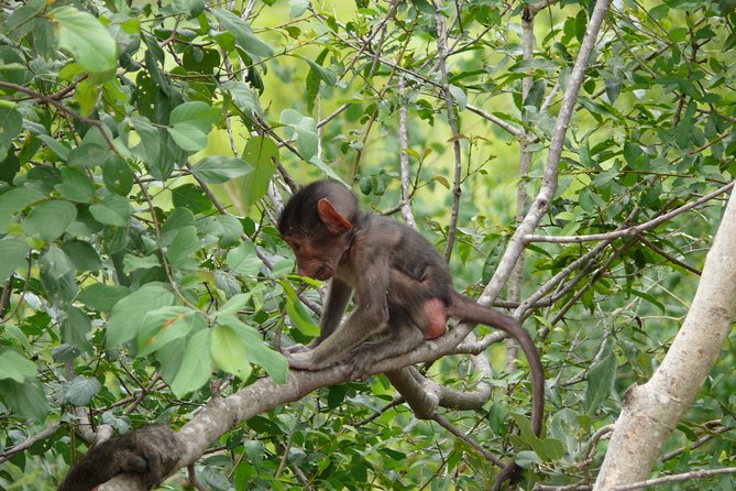 Morning Safari in Kruger National Park From Hazyview (Am Knp) - Minimum Age and Booking Requirements