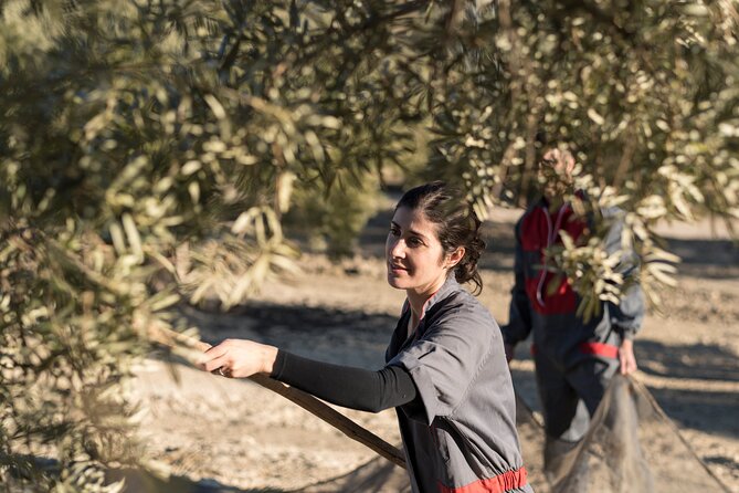 Olive Oil Private Tour in Portugal - Common Questions