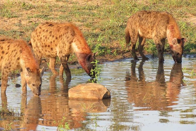 Open Vehical Safari in Kruger National Park Half Day - Transportation Options for Your Safari Experience