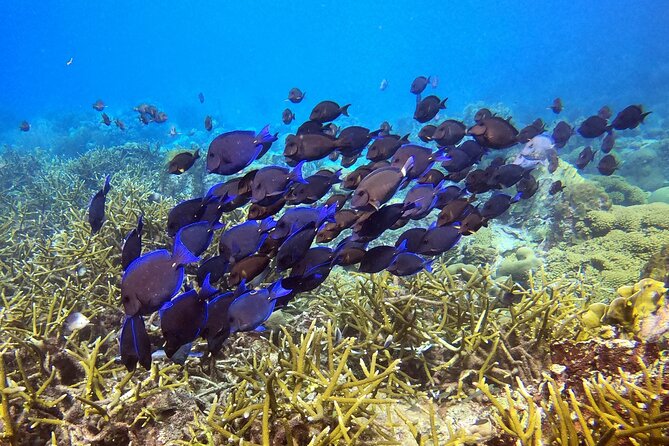 PADI Discover Scuba Dive - Reviews