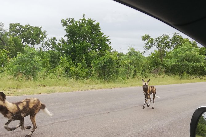Pilanesberg Full Day Safari Private - Additional Information and Resources