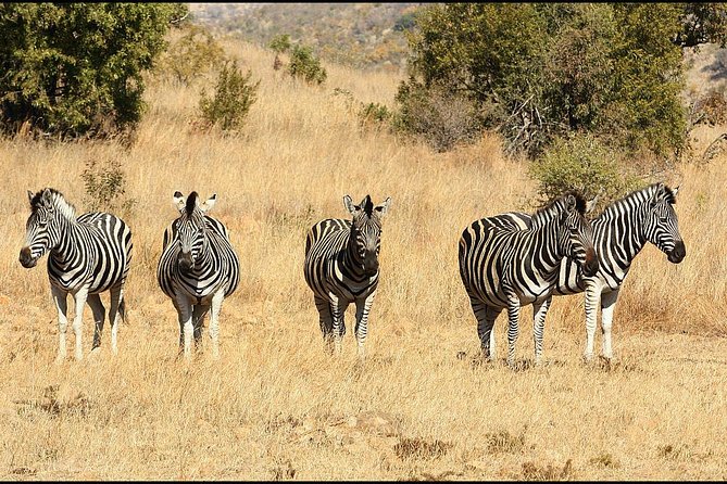 Pilanesberg Game Reserve 6 Hour Sunrise Safari From Johannesburg or Pretoria - Traveler Reviews and Ratings