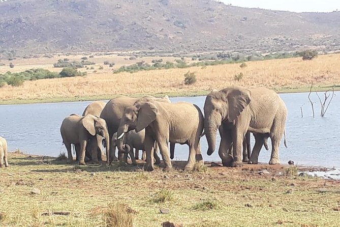 Pilanesberg Game Reserve Guided Day Tour From Johannesburg or Pretoria - Wildlife Experience