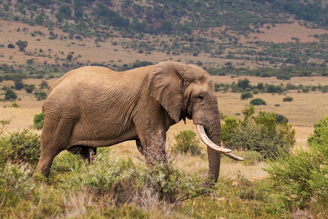 Pilanesberg National Park Private Full-Day Safari Tour  - Johannesburg - Inclusions: Transfers, Fees, Meals, and Drinks