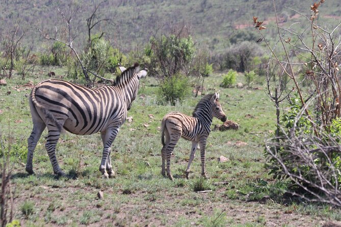 Pilanesberg Nature Reserve - Cancellation Policy