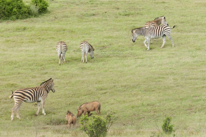 Port Elizabeth Shore Excursion: Addo Elephant Full Day Safari &"Braai"Lunch(BBQ) - Pricing and Booking Details