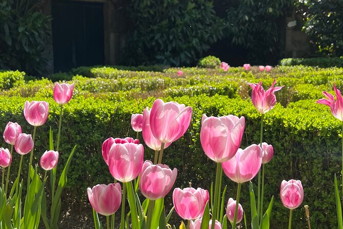 Premium Day Tour and Wine Tasting at Douro Valley - Reviews