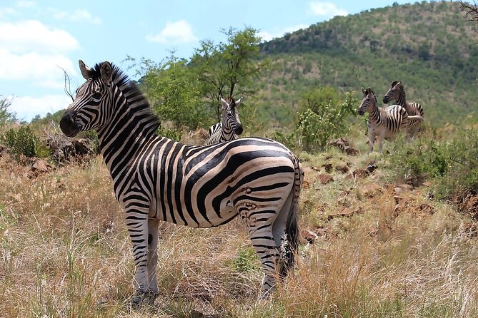 Pretoria Private Full-Day Pilanesberg Open-Vehicle Safari - Open-Air Vehicle Experience