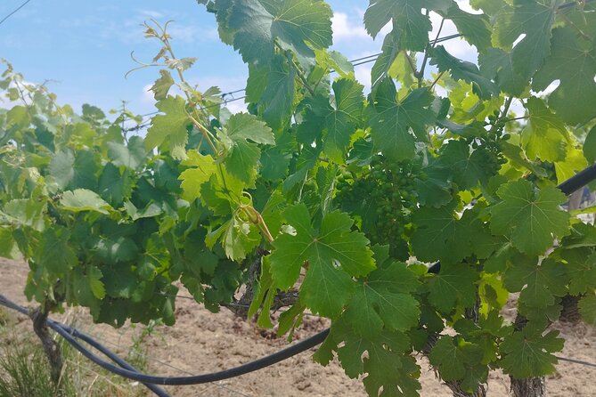 Private Full Day Evora & Alentejo Wine Tour From Lisbon - Wine Tasting Experience
