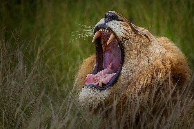 Private Full-Day Safari in Kruger National Park With Lunch - Additional Information