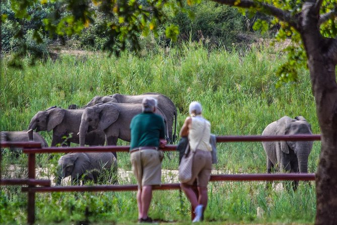 Private Full Day Safari L Kruger National Park From Hazyview or Skukuza - Wildlife Viewing Experience