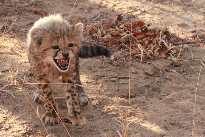 Private Game Drive Safari in Hoedspruit - Private Tour/Activity for Your Group