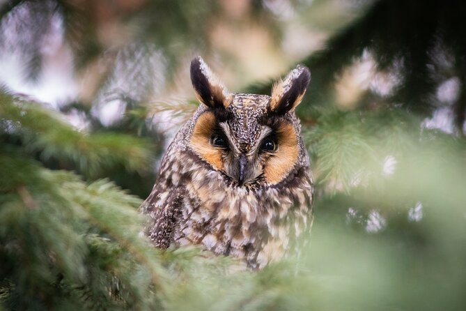 Private Guided Owl Prowl to Observe and Photograph Wild Owls - What to Expect During the Owl Prowl