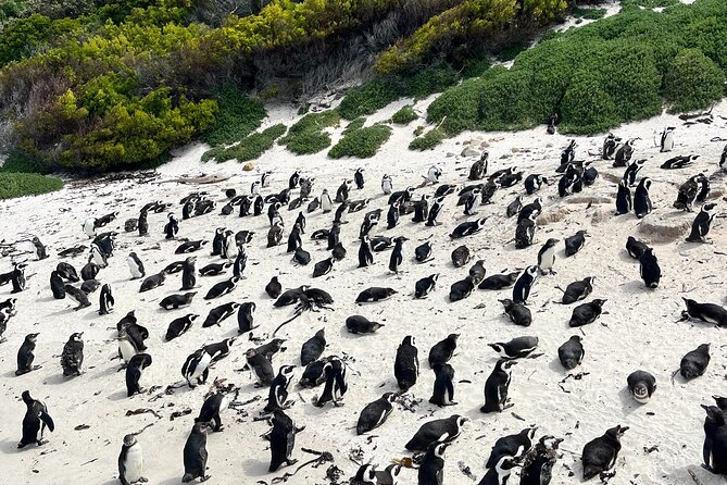 Private Guided Tour in Cape of Good Hope and Table Mountain - Wildlife Encounters