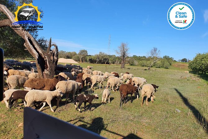 Private Jeep Safari Half-Day Tour - Meeting and Pickup
