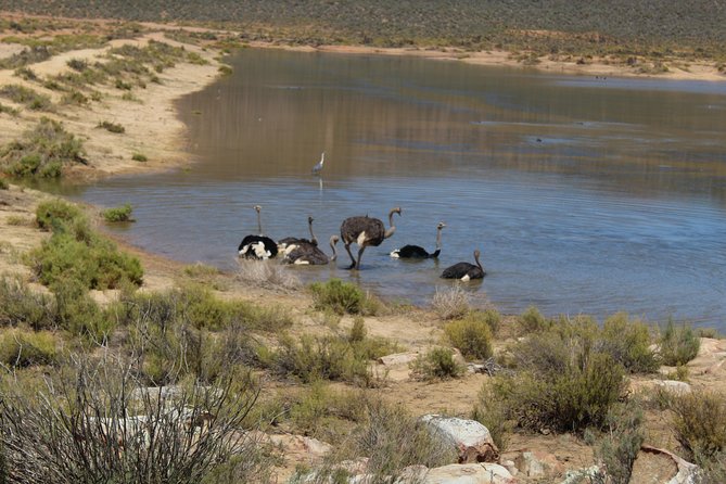 Private Transfer to Safari Big 5 at Aquila From Cape Town Excluding Entry Fees - Common Questions