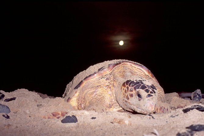 Private Turtle Watching Experience - Cancellation Policy