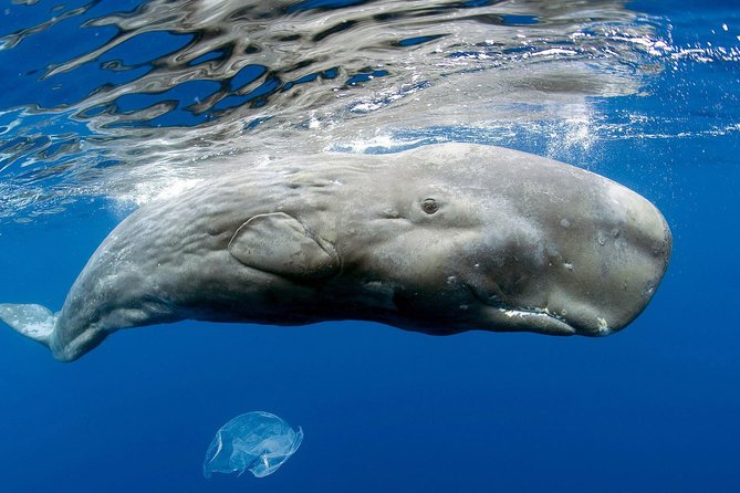 Private Waitukubuli Dolphin & Whale Watching - Whats Included