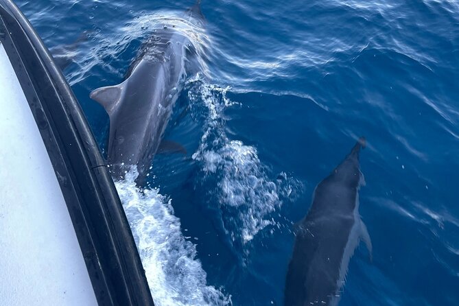 Private Whale Watching and Dolphin Excursion - What to Expect