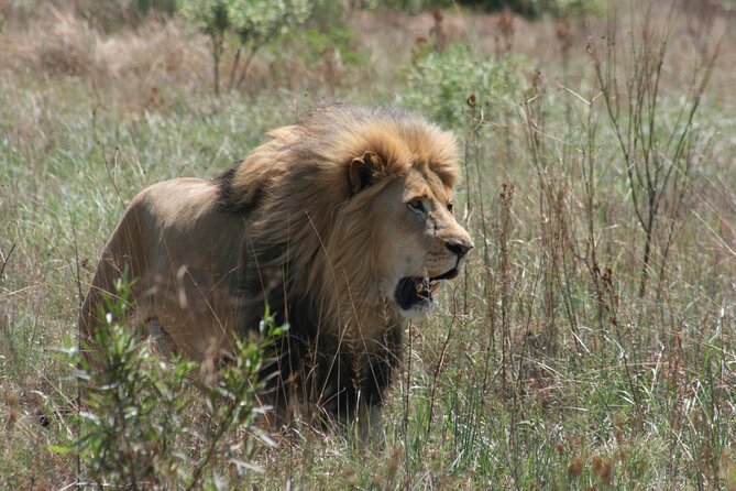 Rhino and Lion Park Guided Tour From Johannesburg - Important Information for Tour Participants