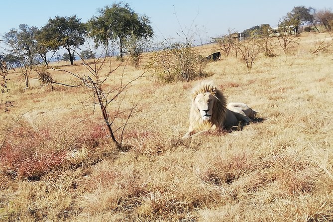 Rhino and Lion Park Half Day Safari From Johannesburg - Tips for a Memorable Safari Experience