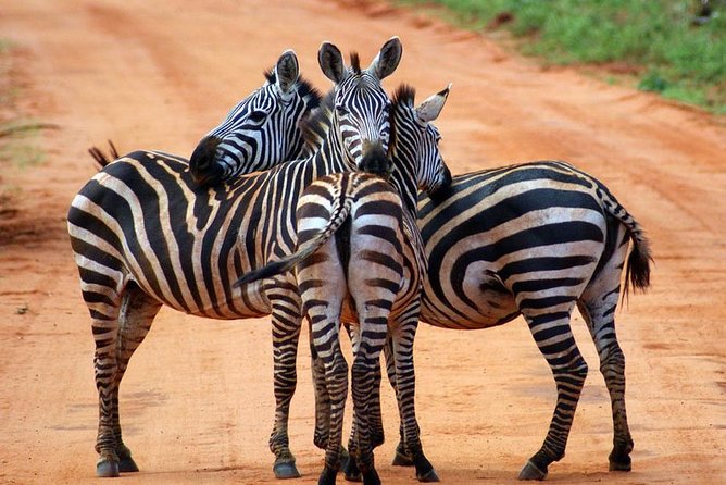 Safari Experience at Rhino & Lion Park - Reviews of the Safari Experience