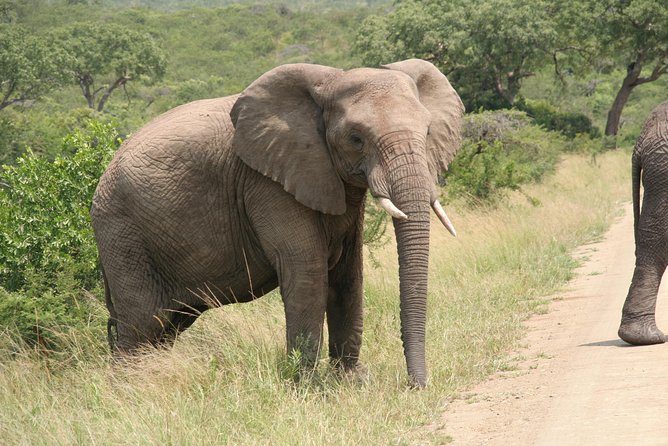 Safari & Phezulu Village Day Tour From Durban - Reviews