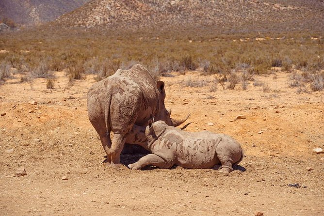 Safari Tour - Half Day Safari - Scenic Landscapes to Explore