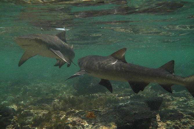 Sal Island: Shark Bay Shark Watching Experience From Santa Maria - Additional Information and Customer Reviews