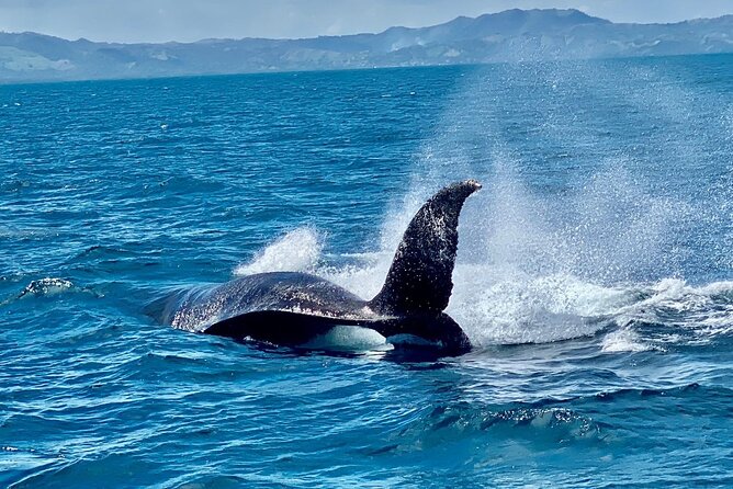 Samana Whales Full Day -Baracardi Island, Horses, Lemon Waterfall - Reviews