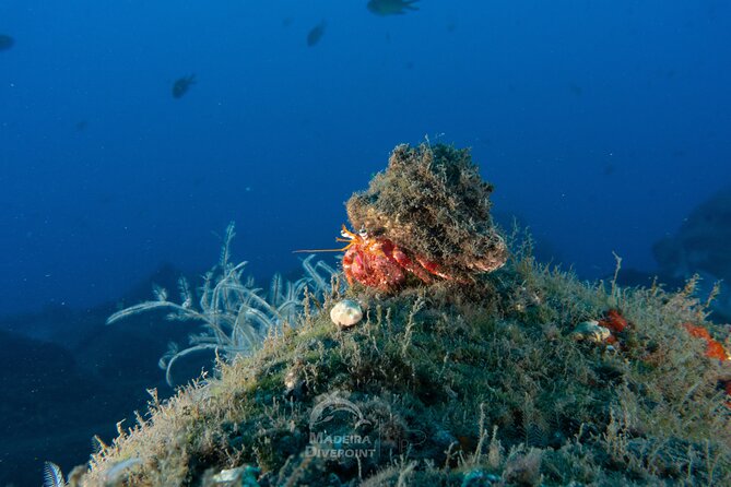 Scuba Diving Experience for Beginners - Traveler Photos