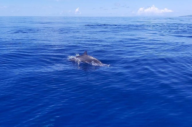 Sea Trip and Observation of Cetaceans, Dolphins in Small Groups - Photos and Reviews